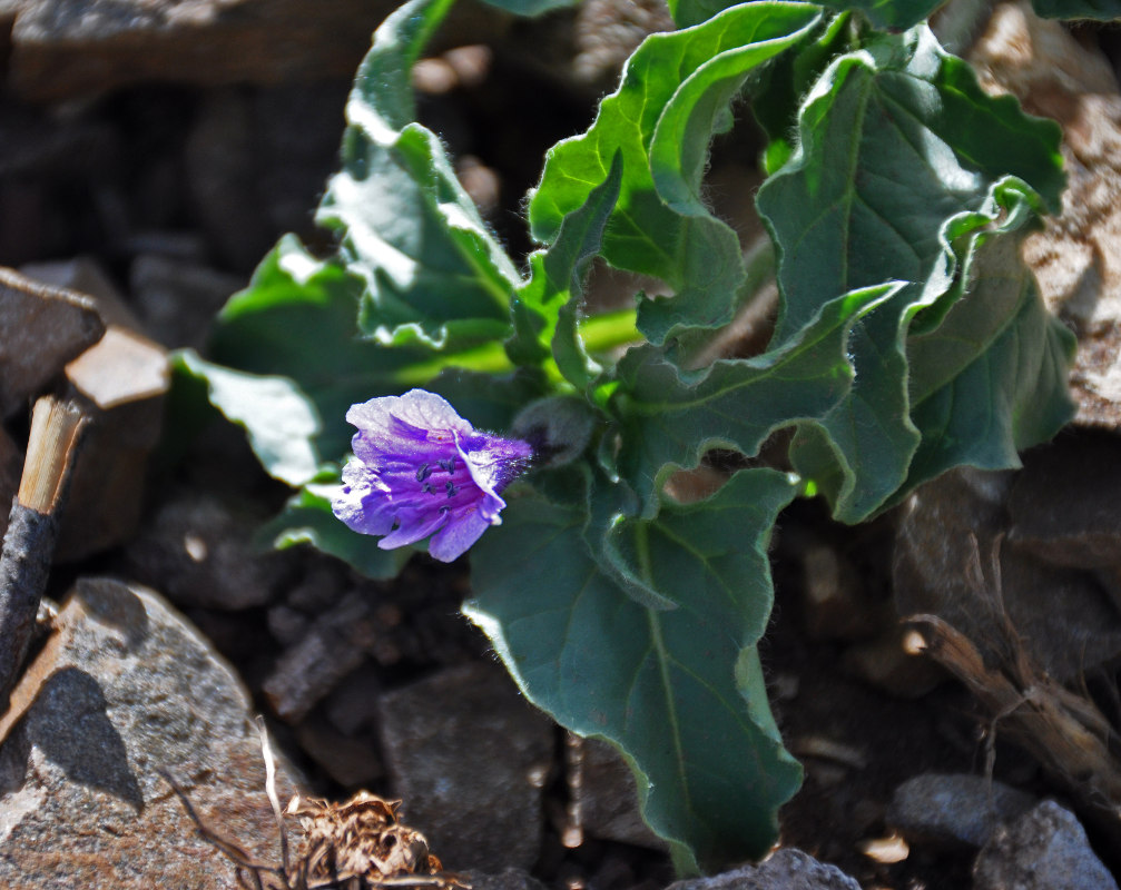 Изображение особи Physochlaina physaloides.