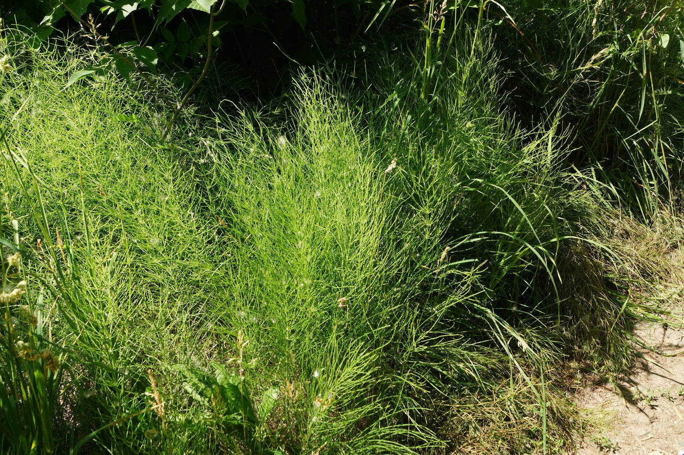 Image of Equisetum arvense specimen.