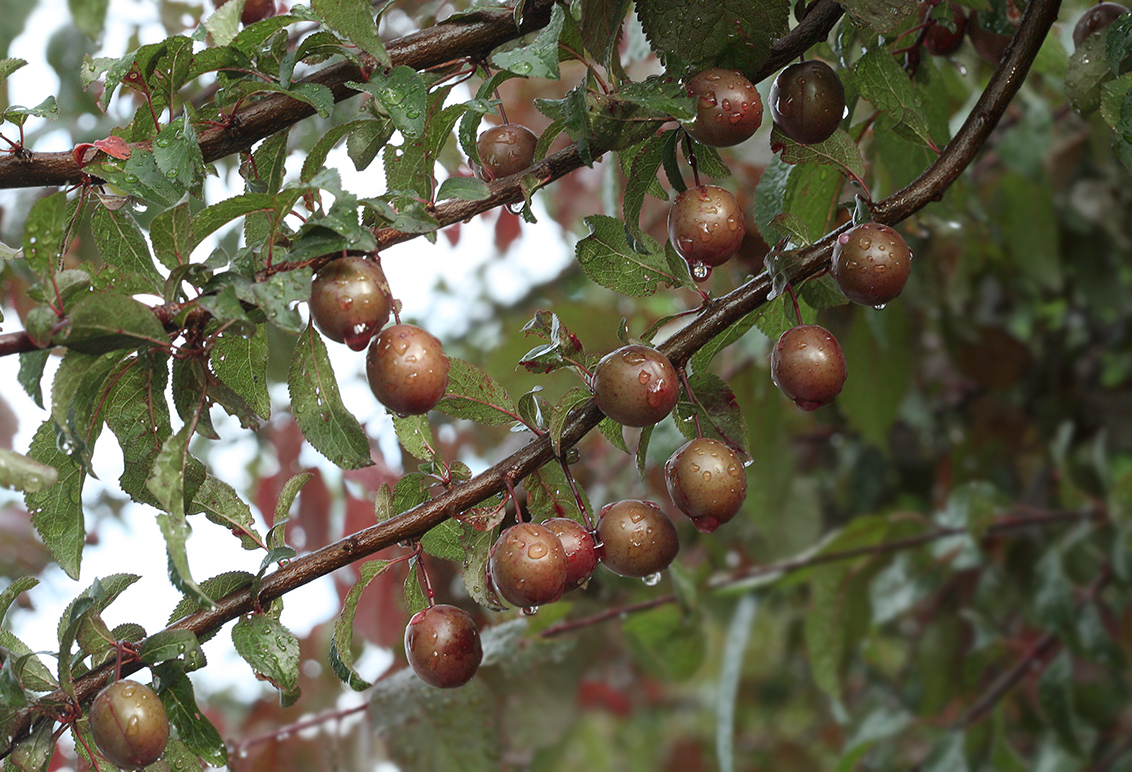 Image of Prunus cerasifera var. pissardii specimen.