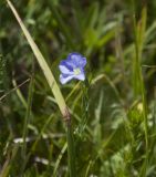 Linum jailicola