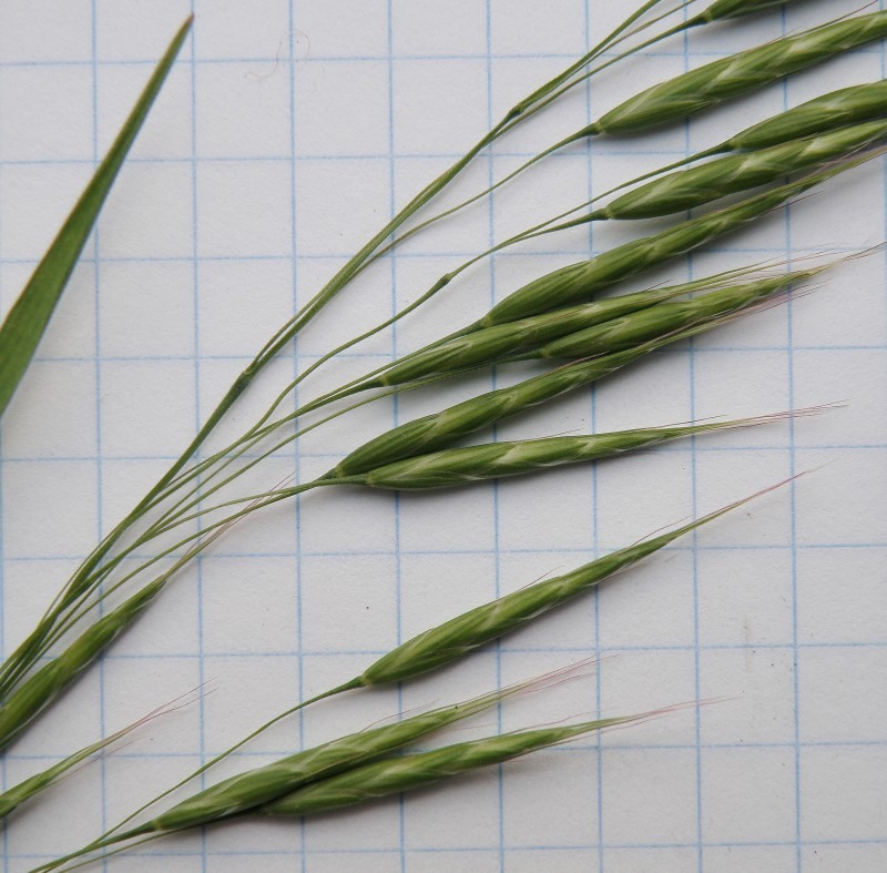 Image of genus Bromus specimen.