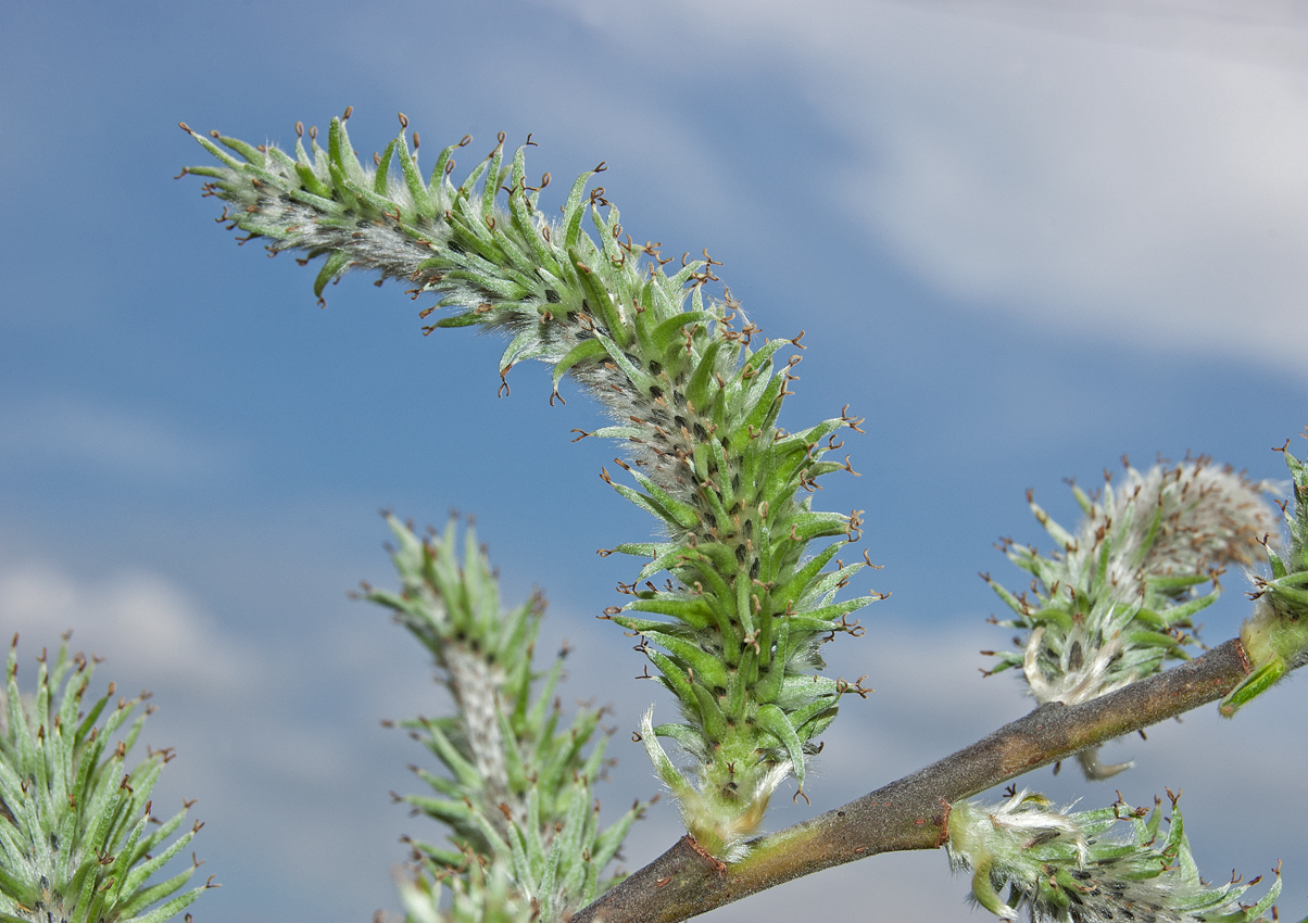 Image of Salix gmelinii specimen.