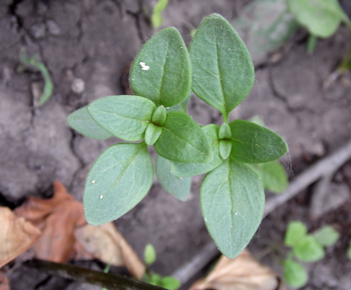 Image of Antirrhinum majus specimen.