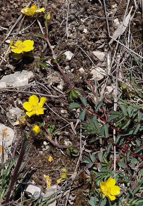 Image of Potentilla crantzii specimen.