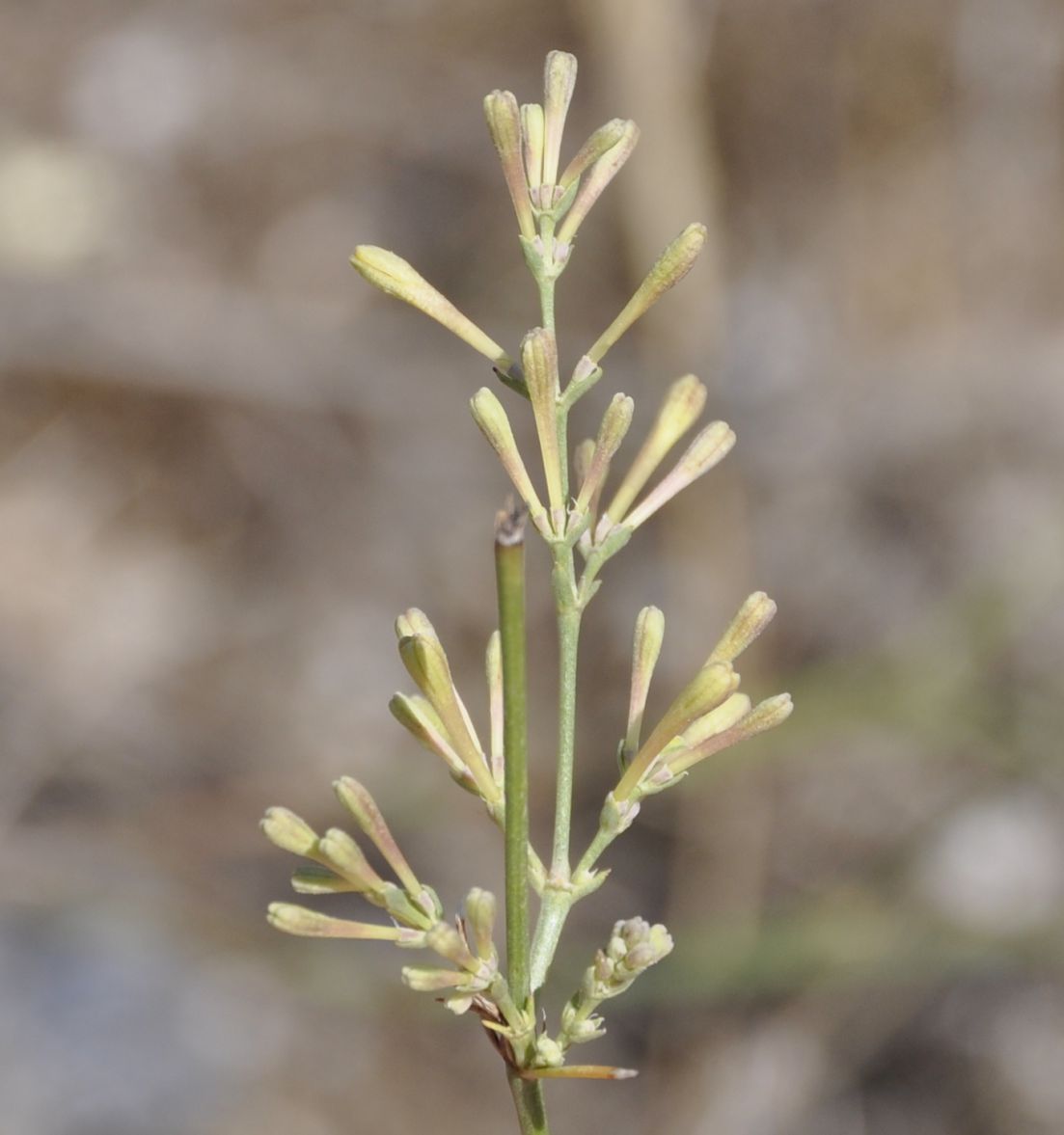 Image of Asperula aristata specimen.