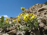 Senecio krascheninnikovii. Цветущие растения. Кыргызстан, Зап. Тянь-Шань, Таласский Алатау, северная (таласская) сторона пер. Кара-Буура, ≈ 3000 м н.у.м., каменистый склон юго-зап. экспозиции. 17 июля 2018 г.