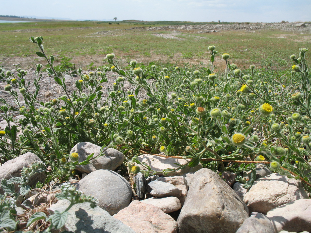 Изображение особи Pulicaria vulgaris.