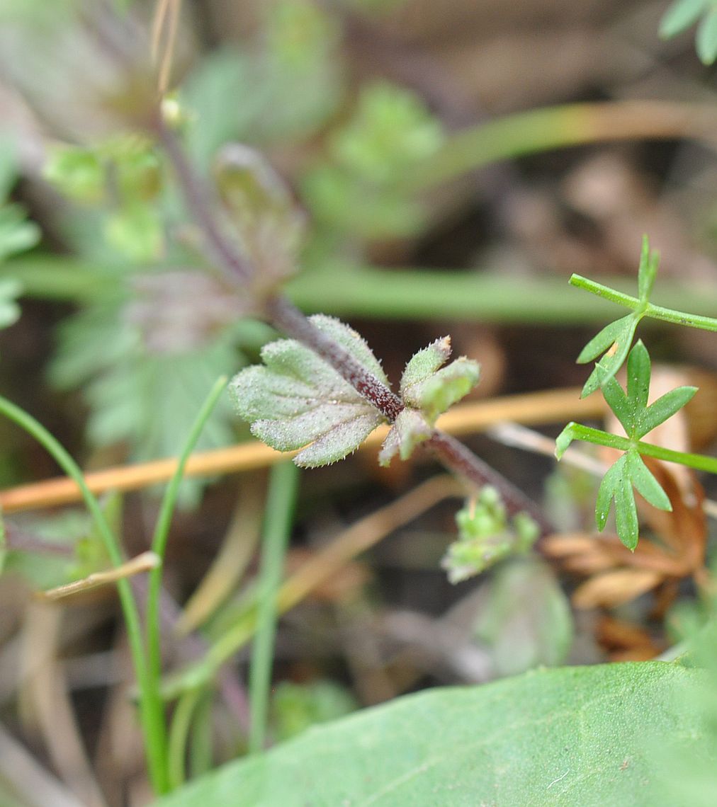 Image of genus Euphrasia specimen.