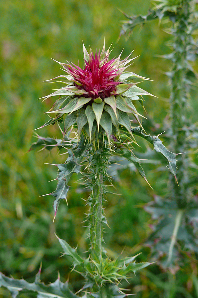 Image of Carduus thoermeri specimen.