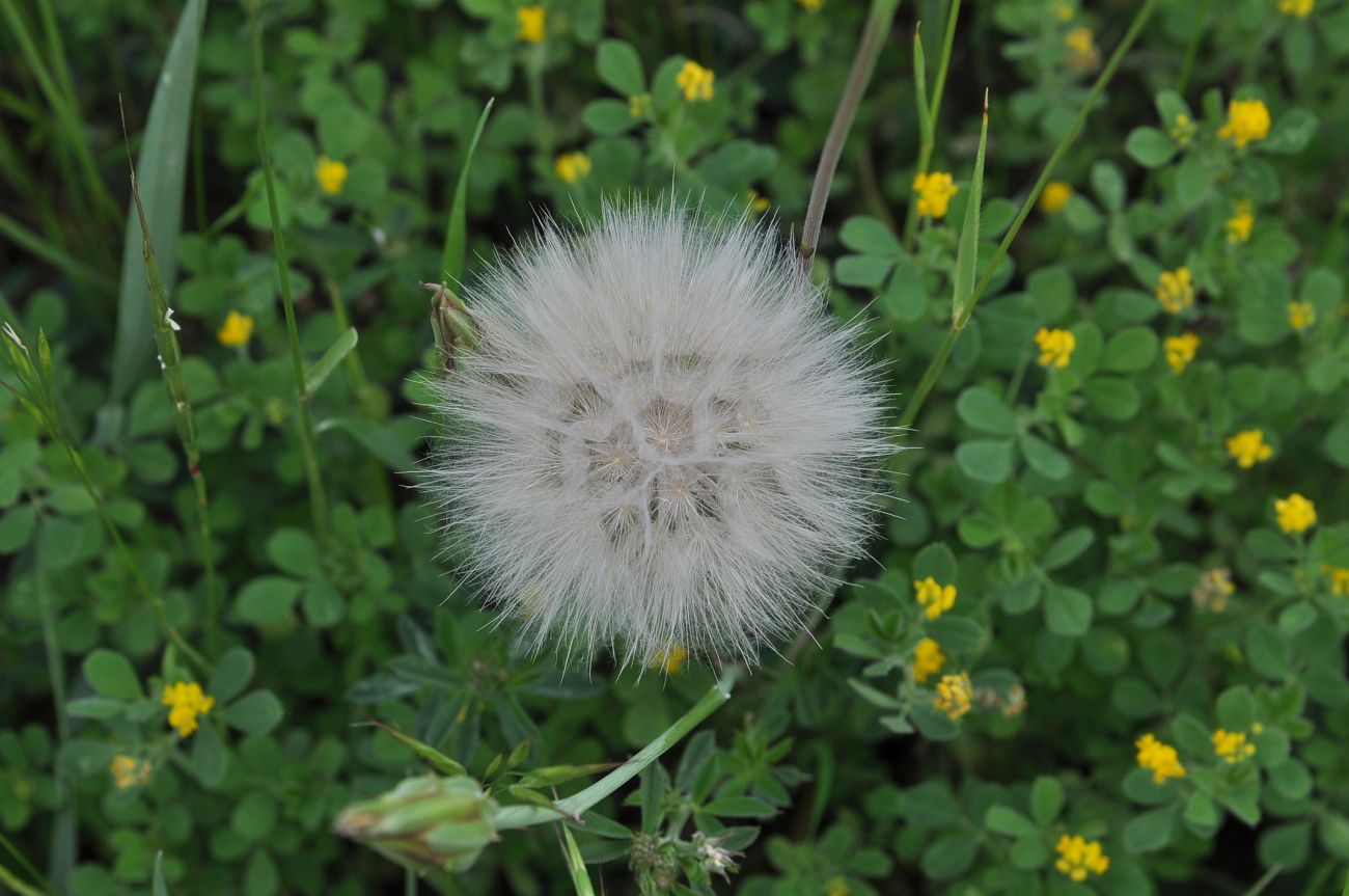 Image of genus Tragopogon specimen.