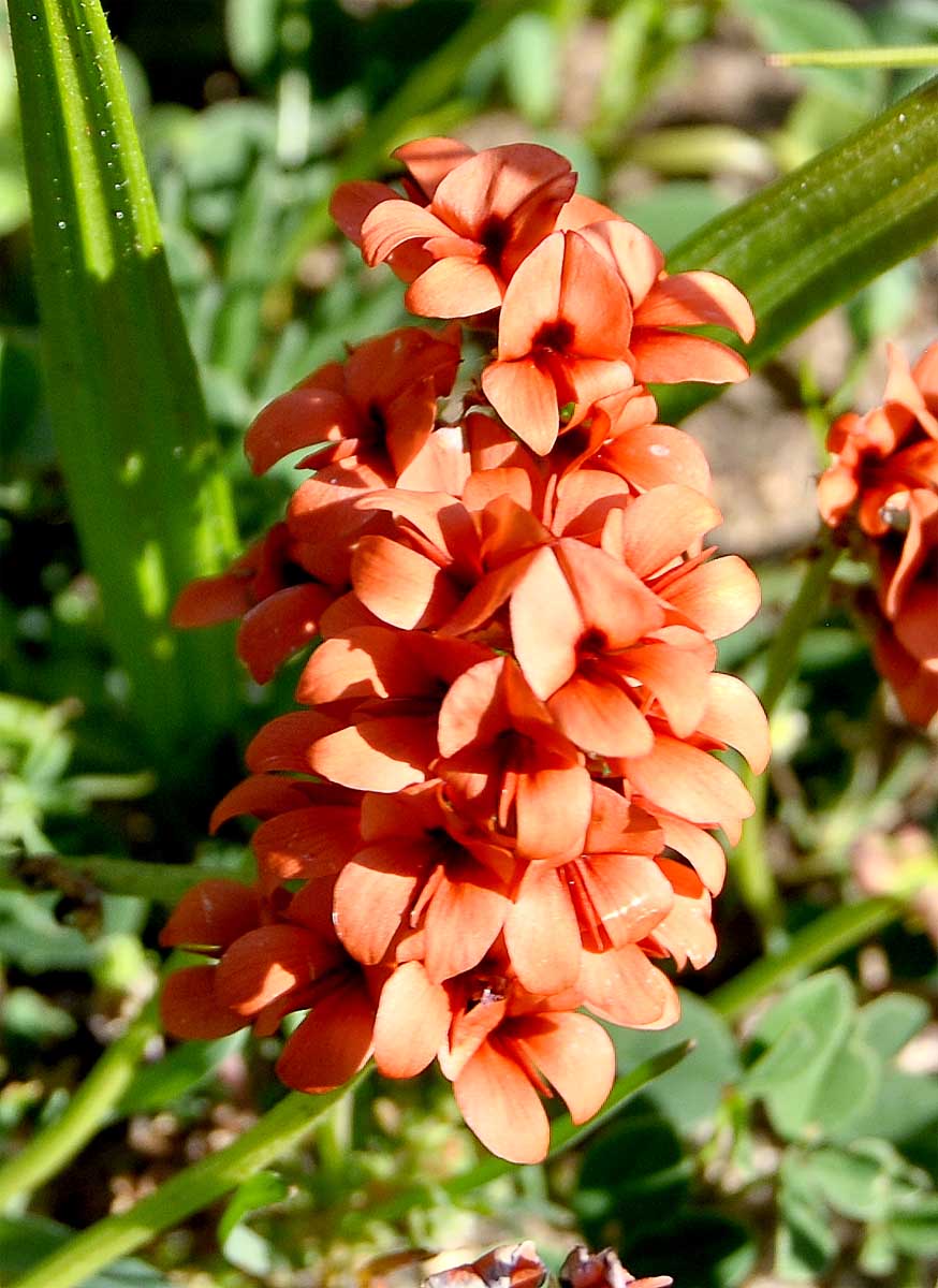 Image of Indigofera procumbens specimen.