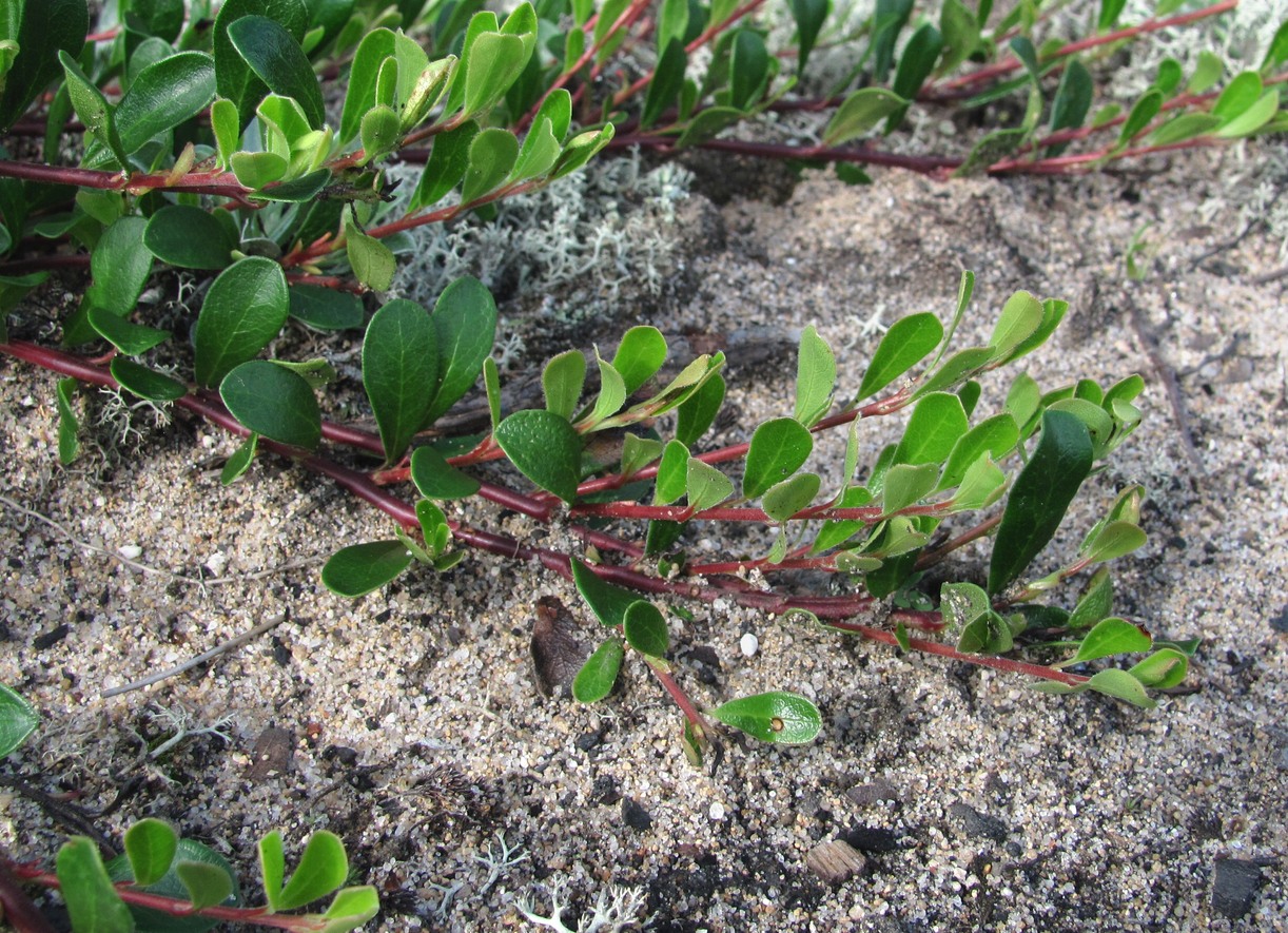 Изображение особи Arctostaphylos uva-ursi.