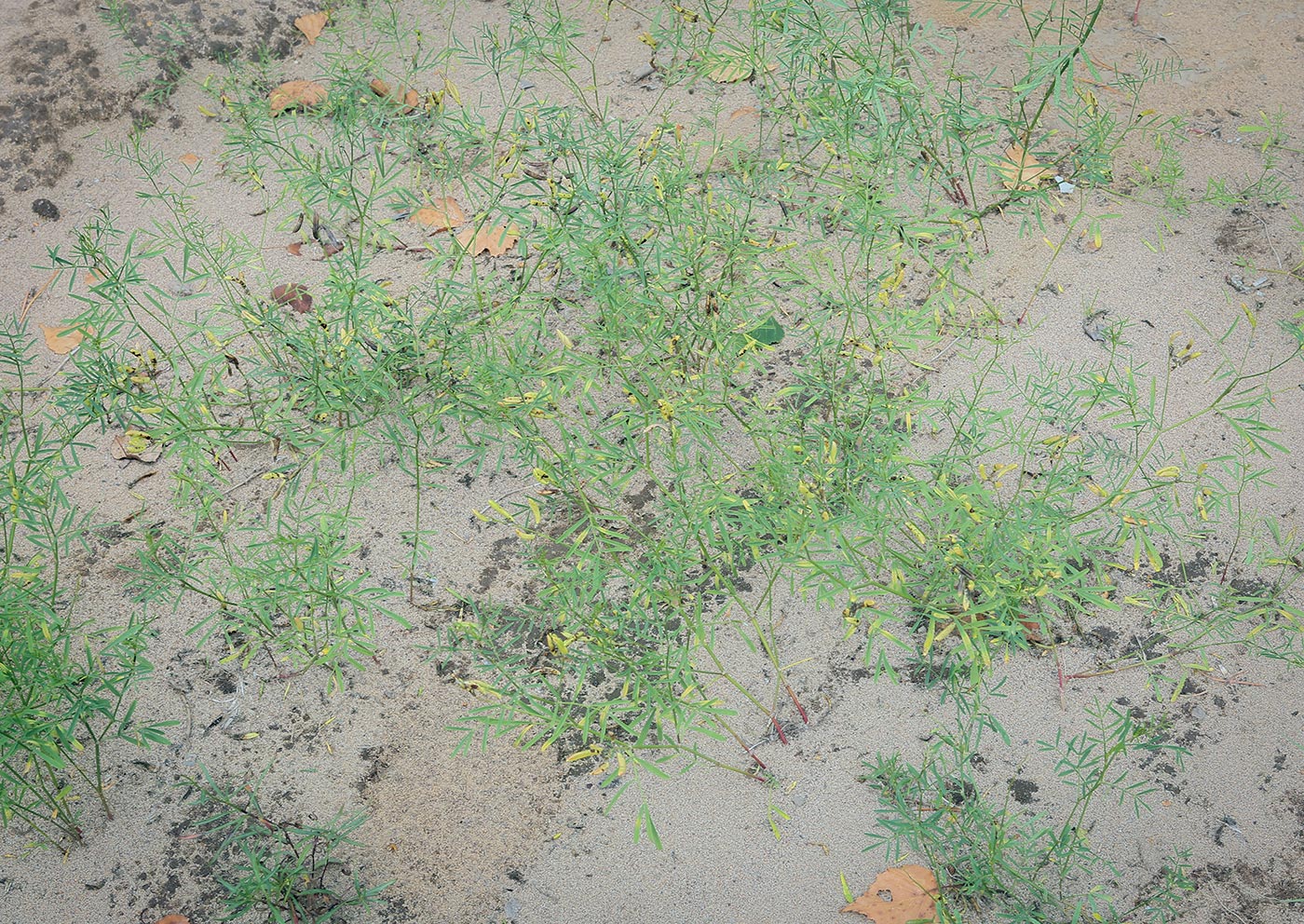 Image of Astragalus arenarius specimen.