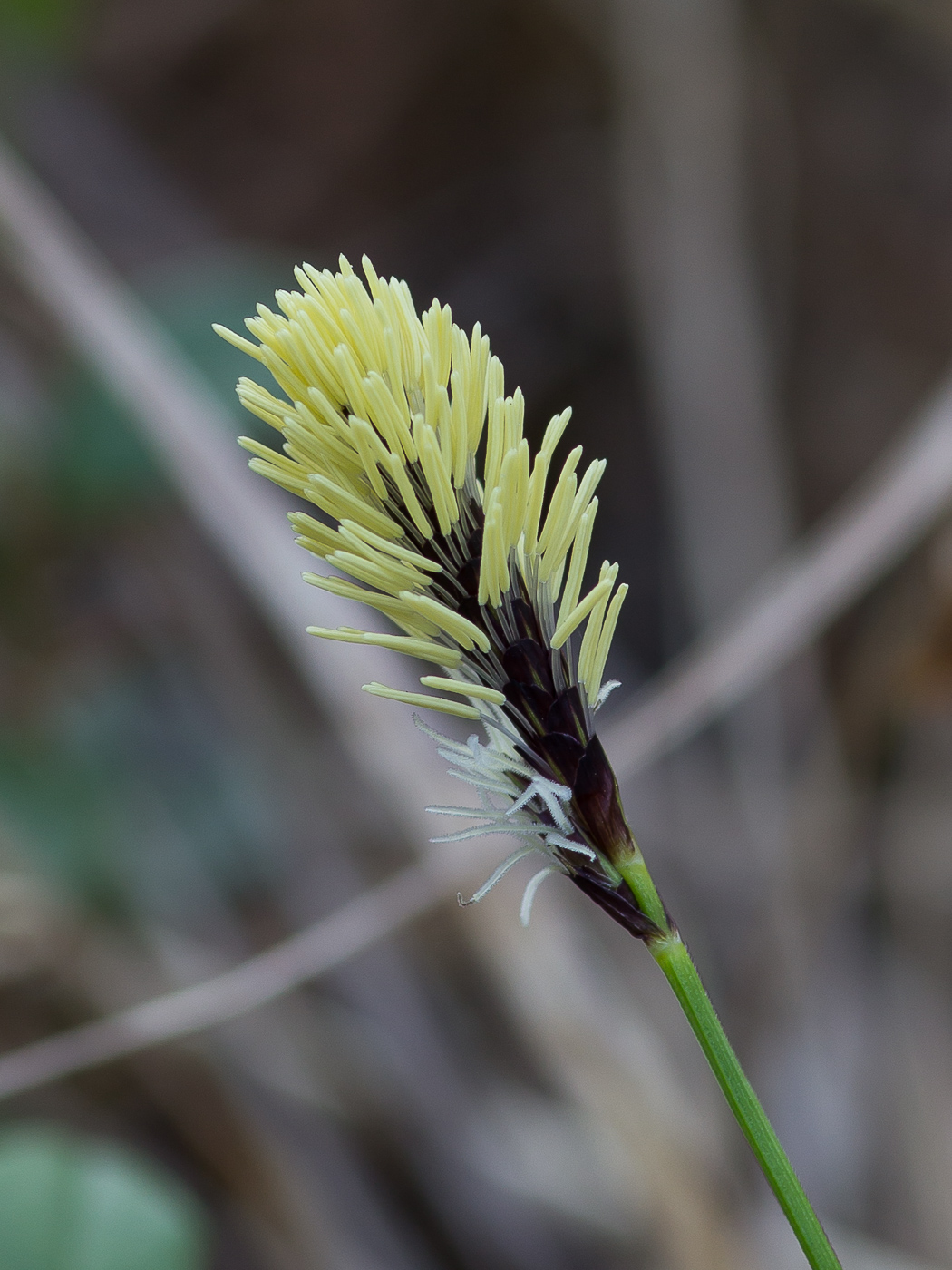 Image of Carex montana specimen.