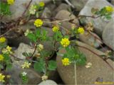 Trifolium dubium