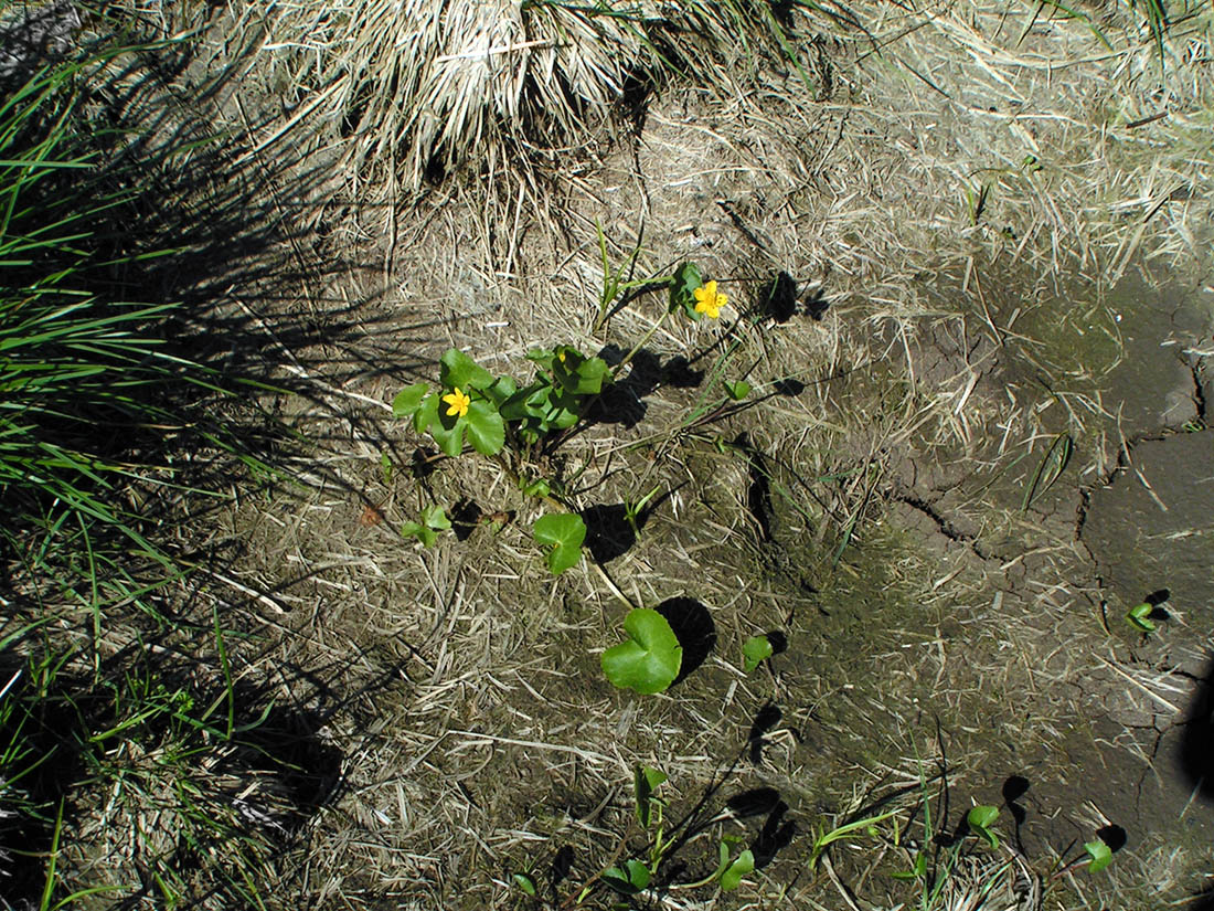 Image of Caltha palustris specimen.