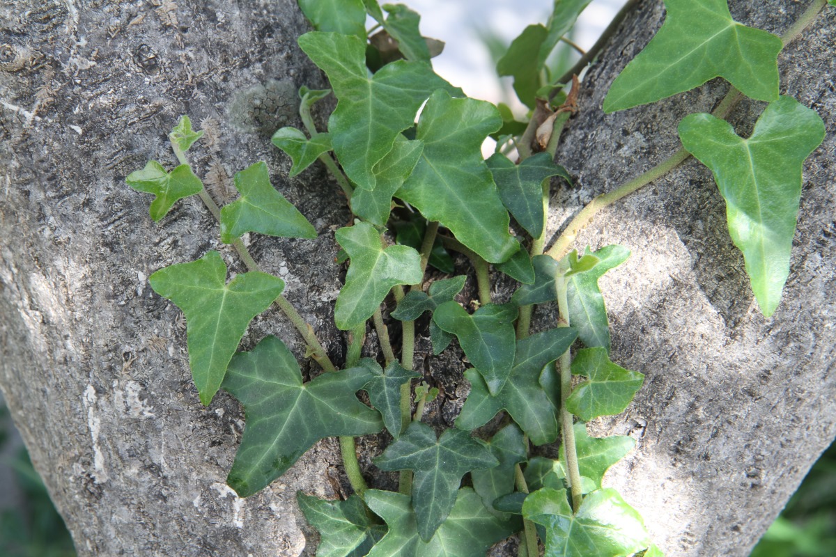 Image of Hedera helix specimen.