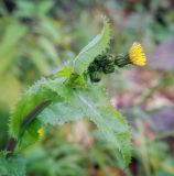 Sonchus asper