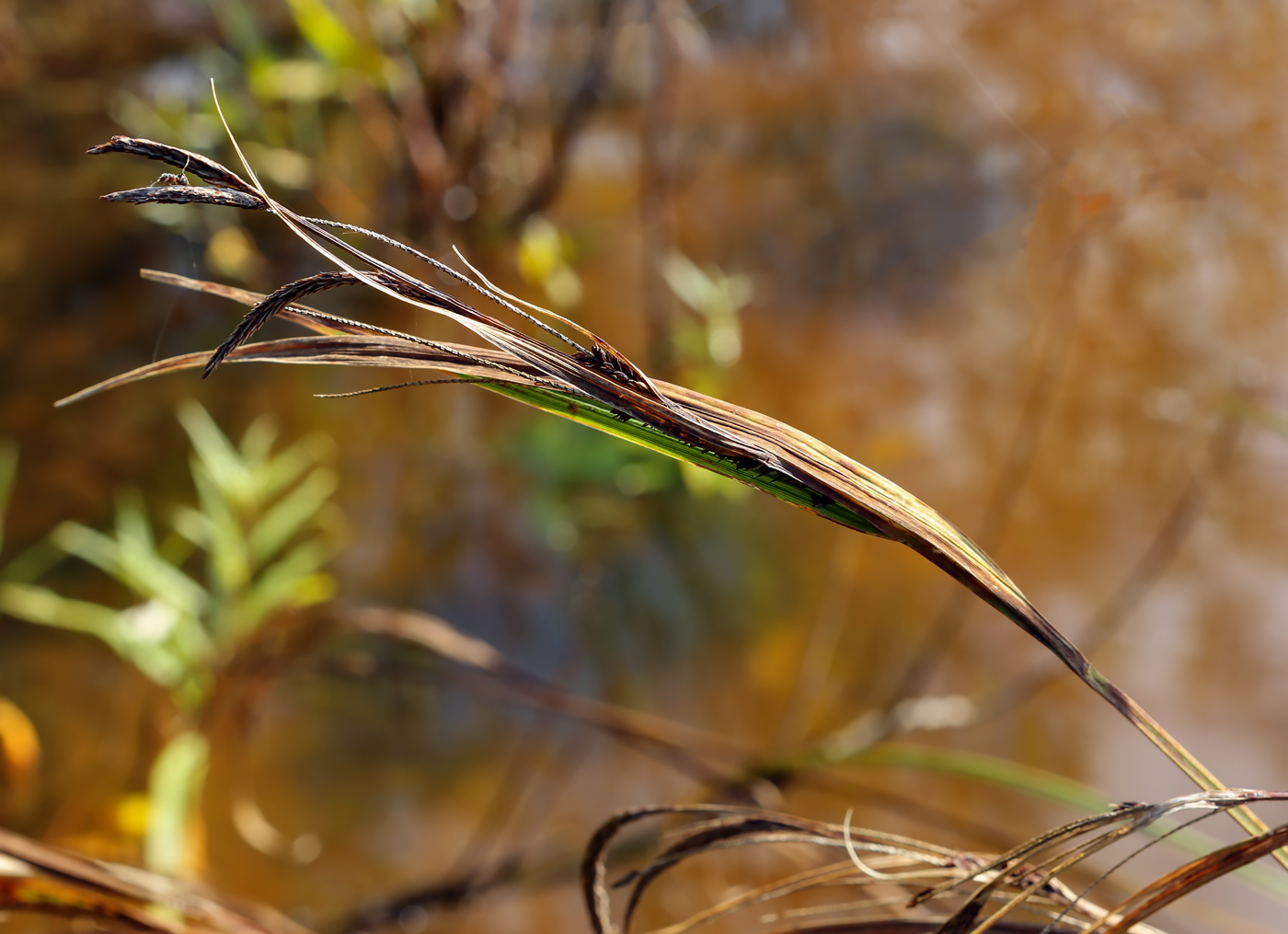 Изображение особи Carex acuta.