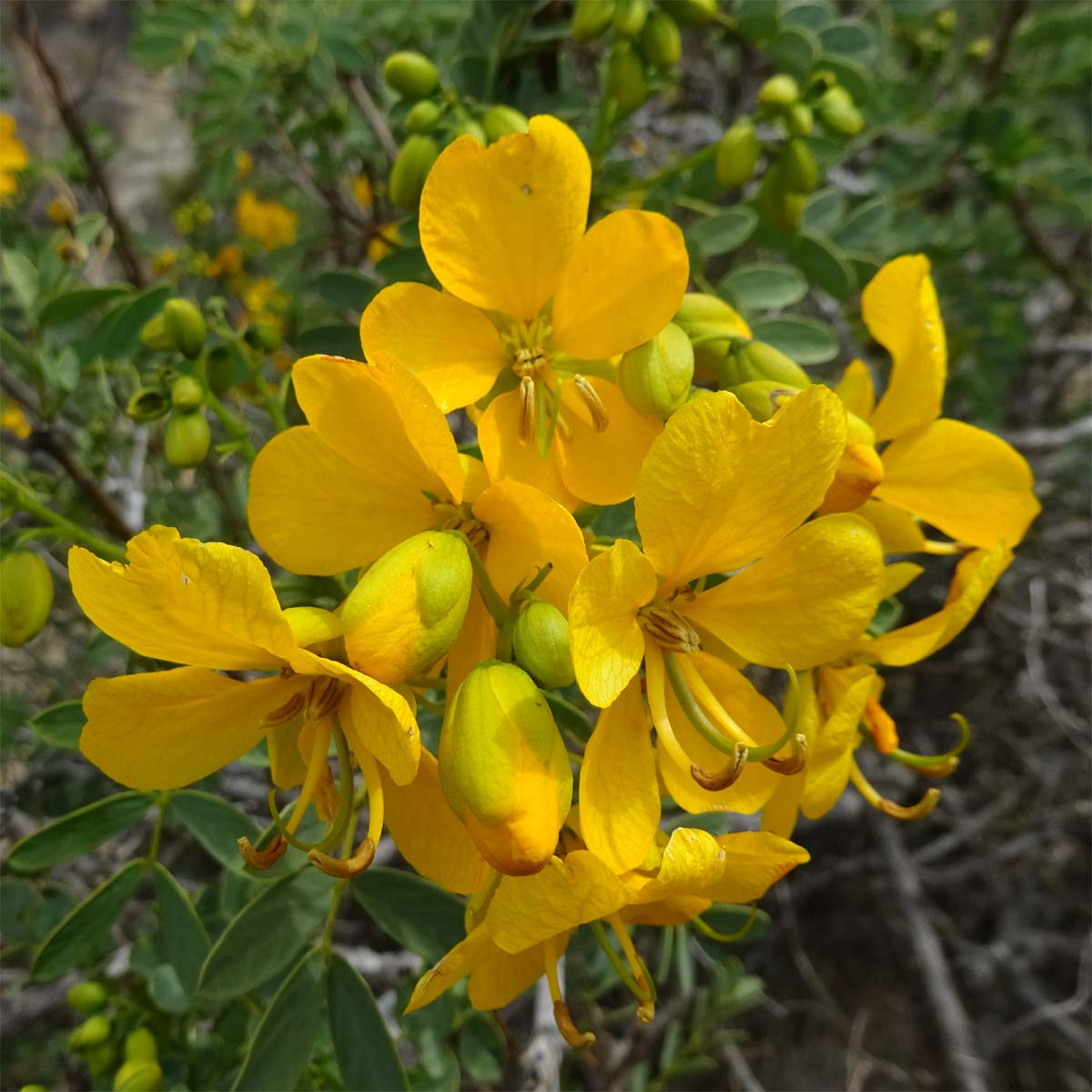 Image of Senna cumingii var. coquimbensis specimen.