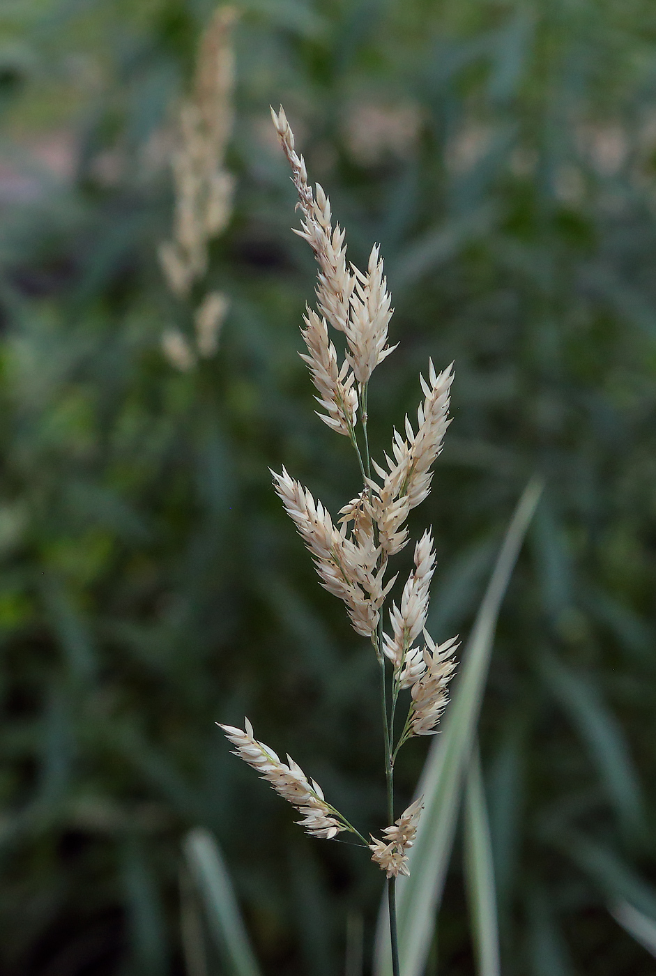 Image of Phalaroides japonica specimen.