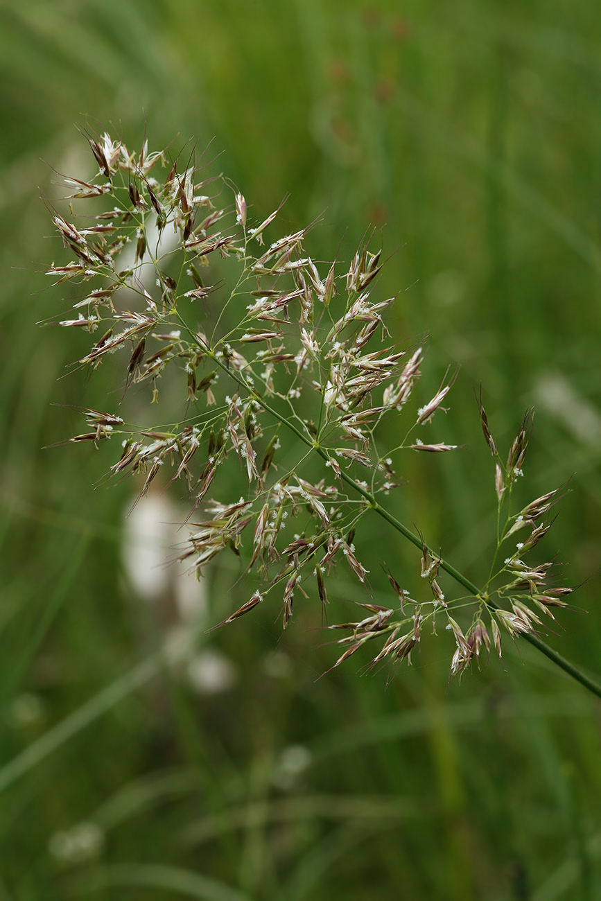 Изображение особи Trisetum sibiricum.