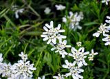 Iberis sempervirens. Цветки с кормящейся мухой. Алтай, Шебалинский р-н, Горно-Алтайский ботанический сад, в культуре. 09.06.2019.