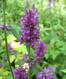 Betonica officinalis