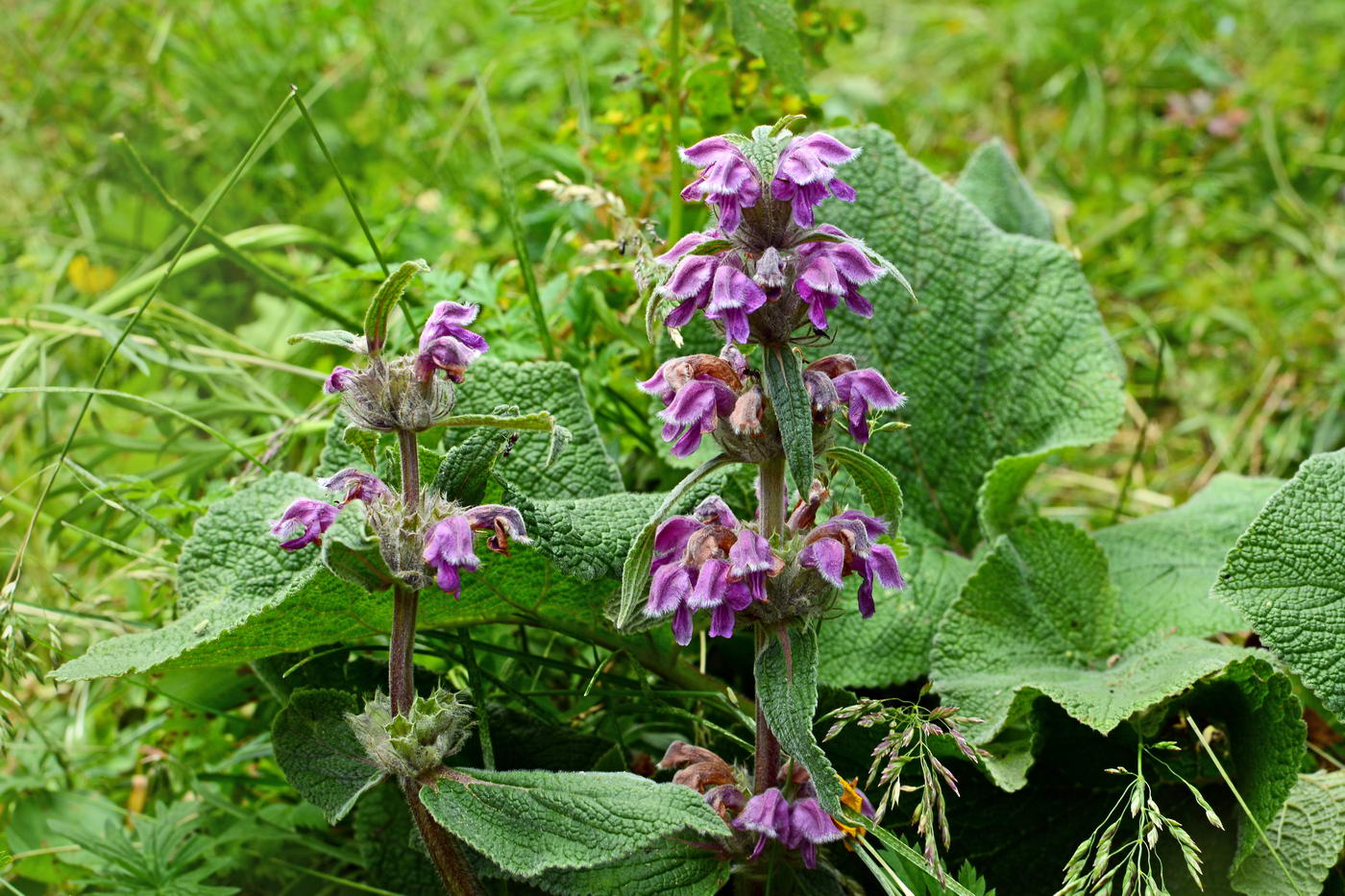 Image of Phlomoides oreophila specimen.