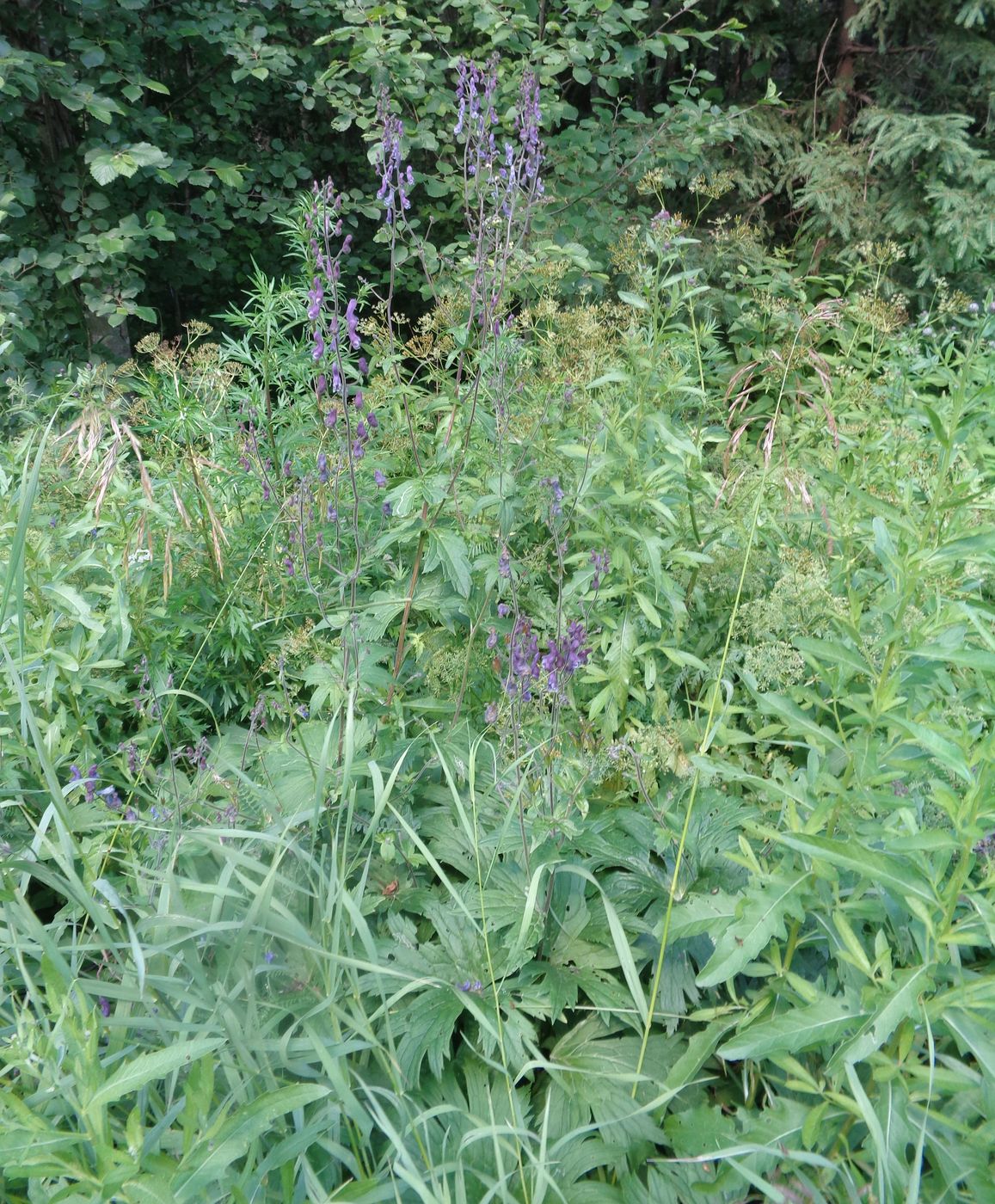 Изображение особи Aconitum septentrionale.