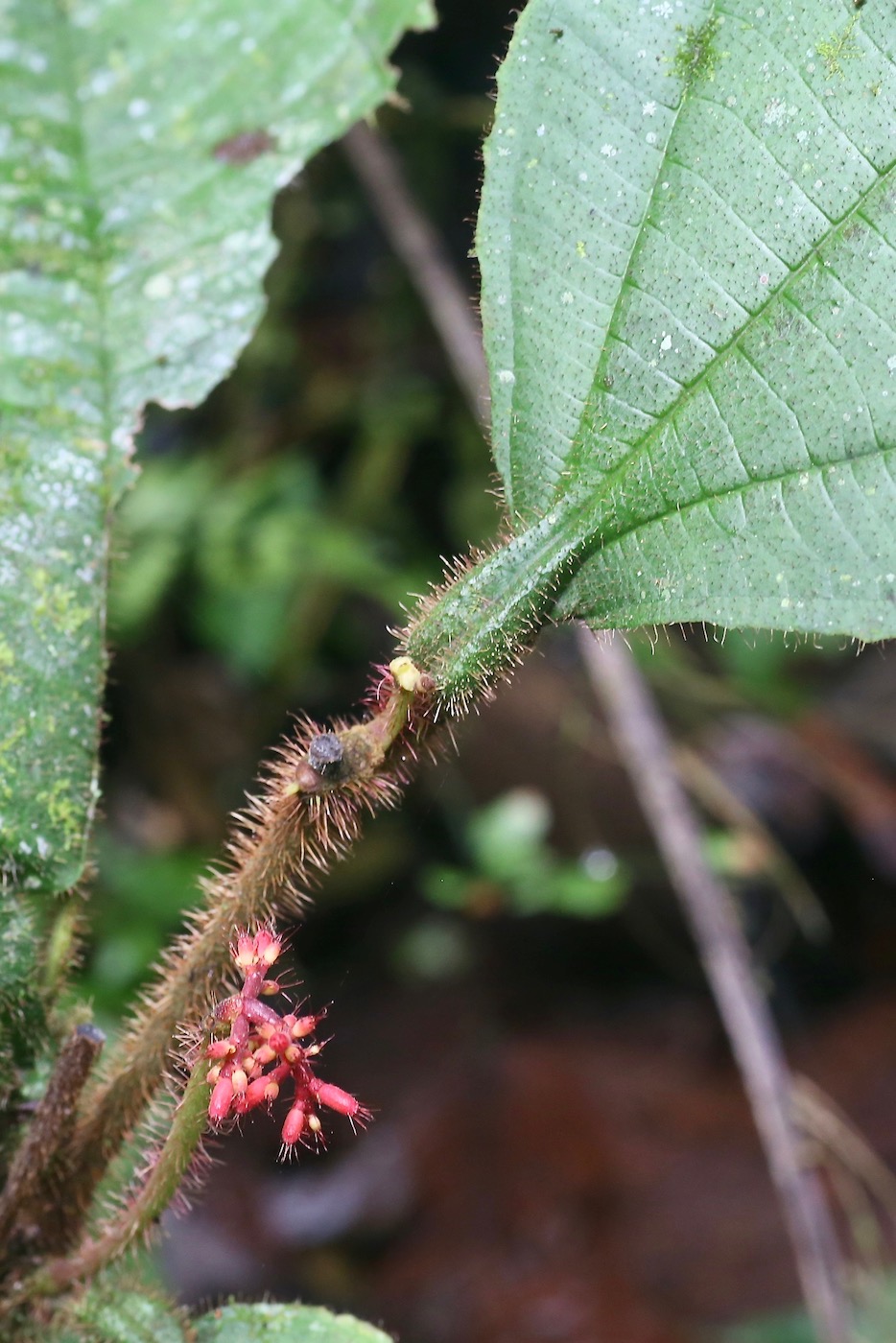 Изображение особи Miconia caquetana.