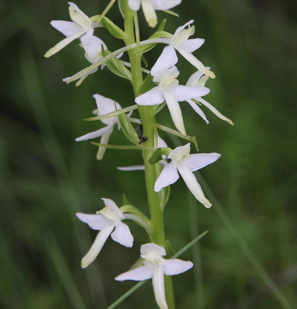 Изображение особи Platanthera bifolia.