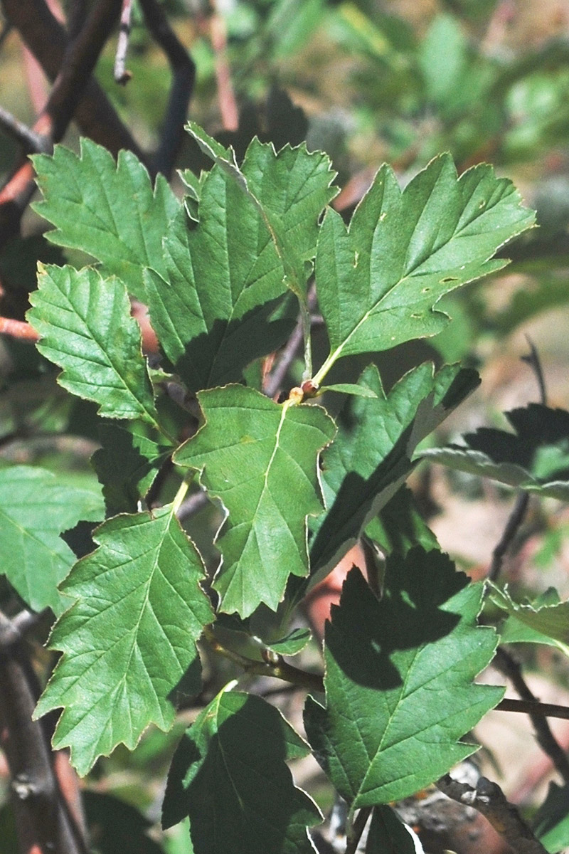 Изображение особи Sorbus persica.