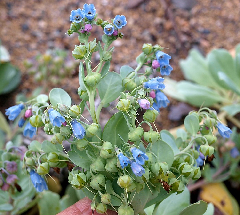 Image of Mertensia maritima specimen.