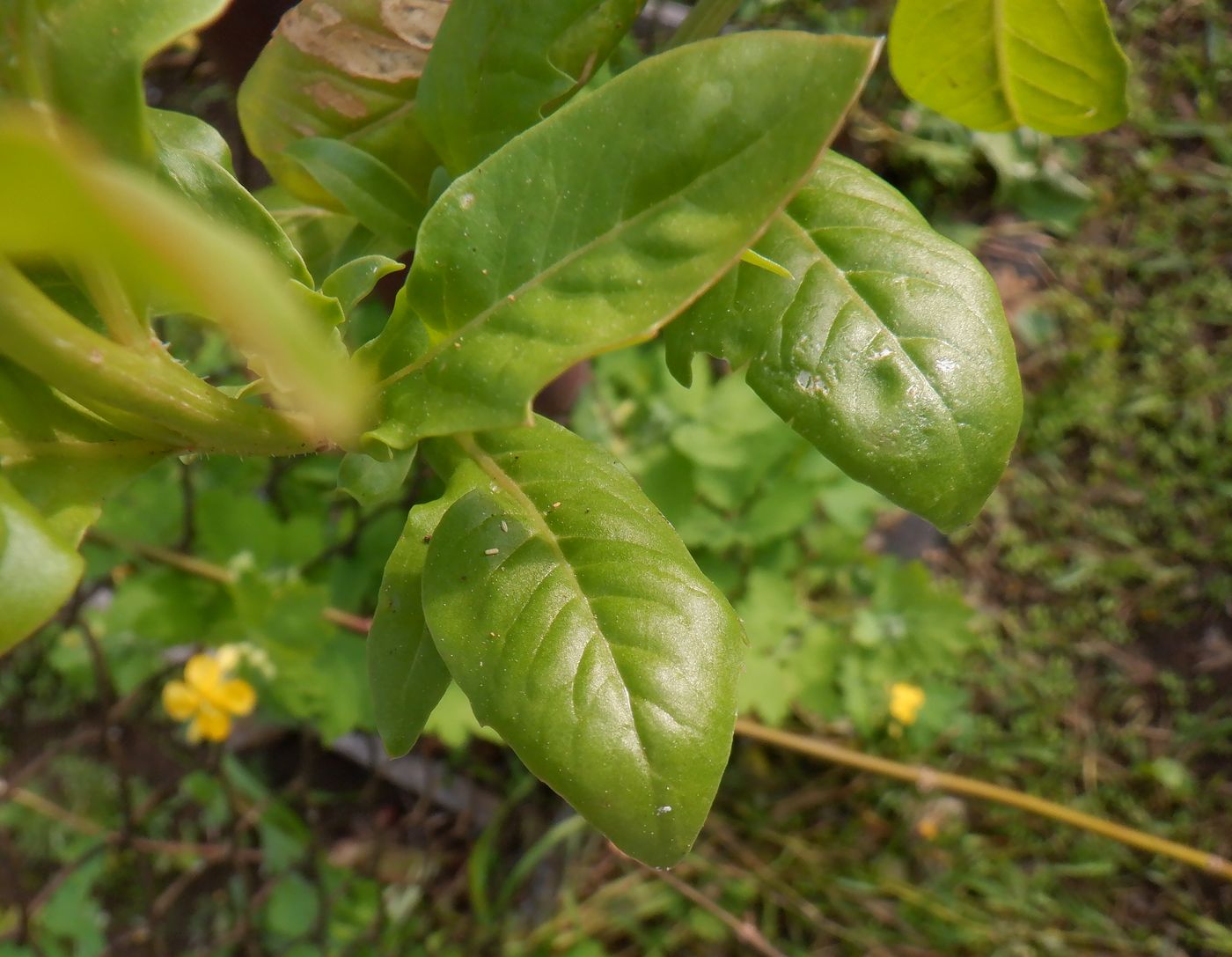 Image of Reseda odorata specimen.