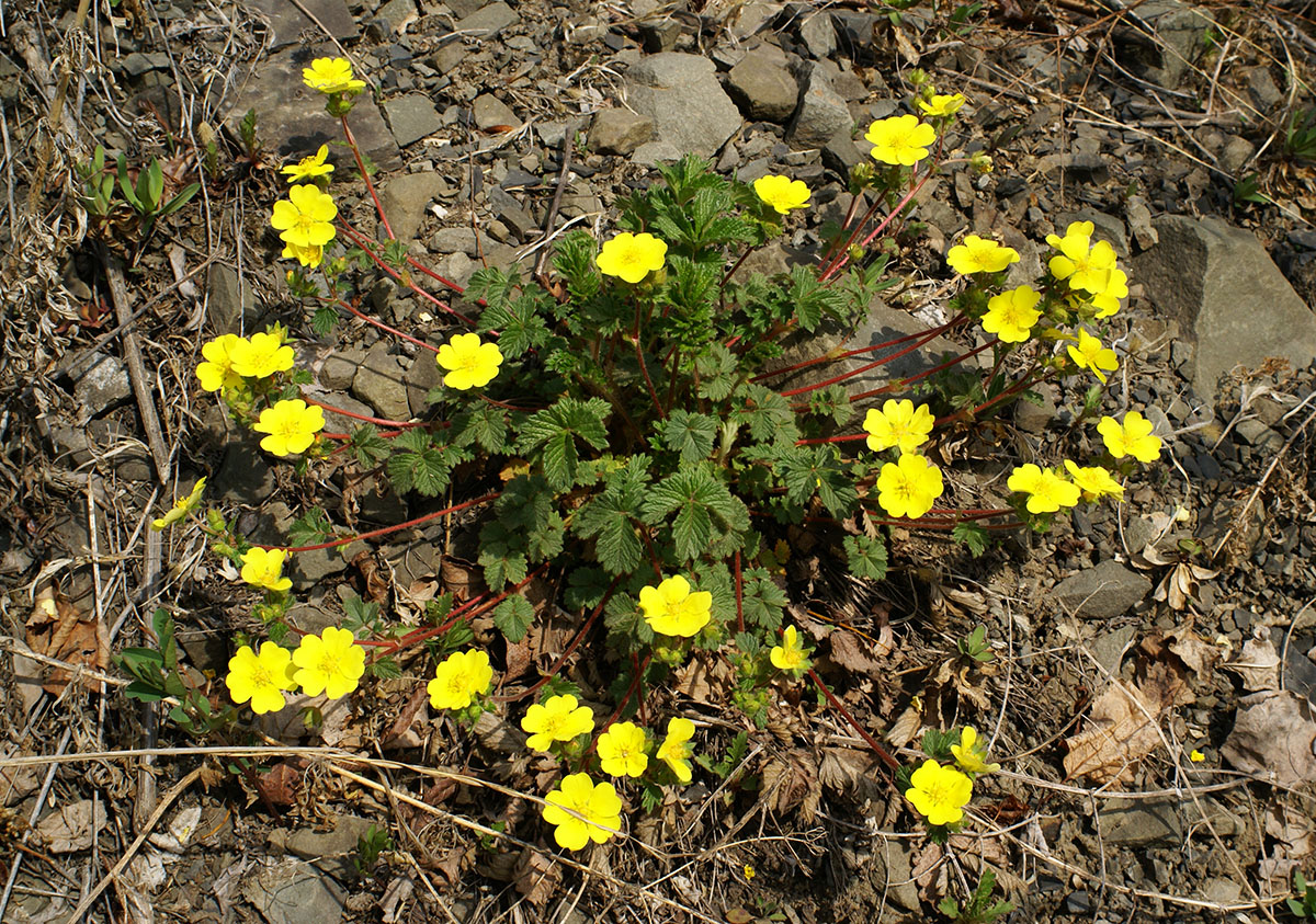 Изображение особи Potentilla rugulosa.