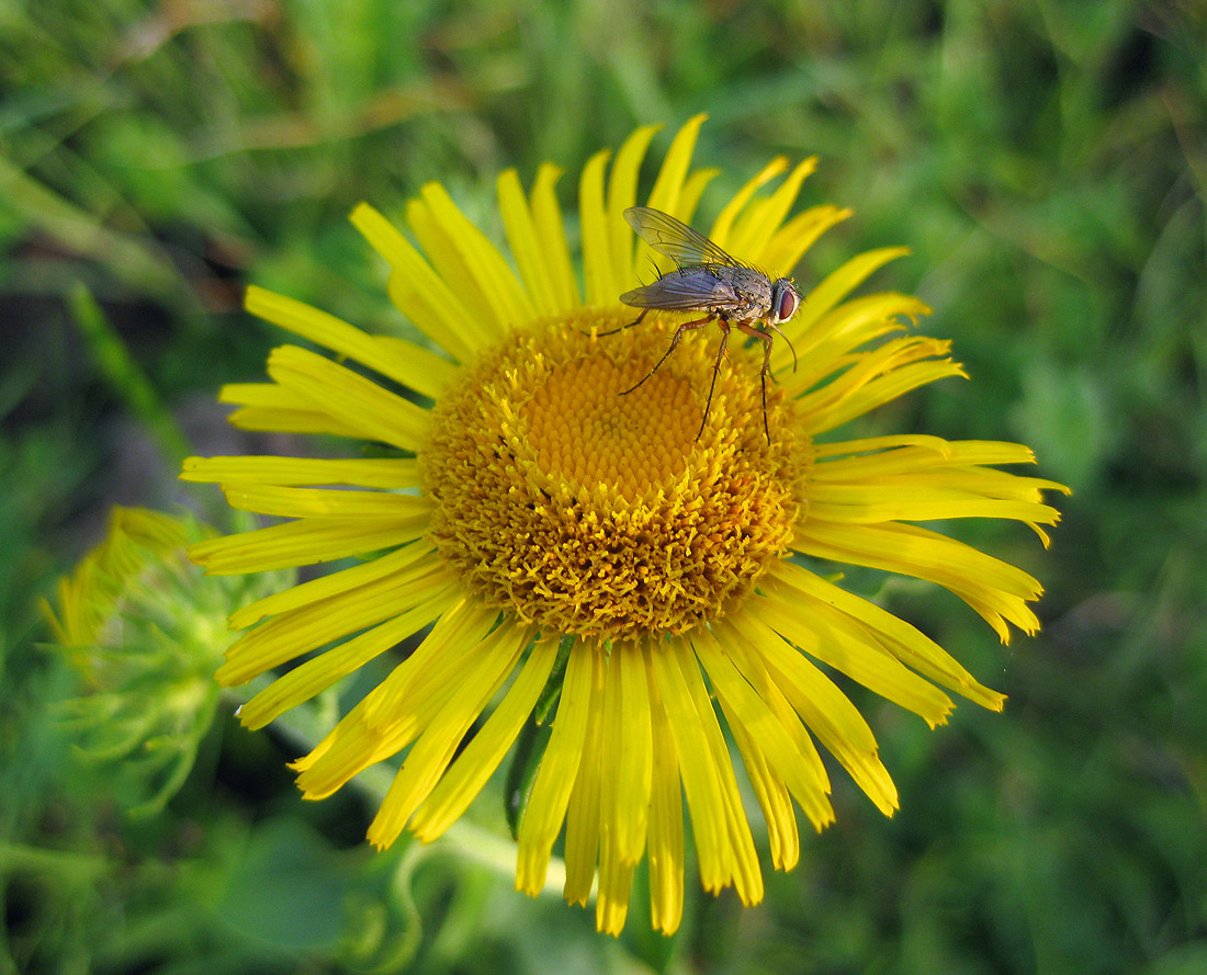 Изображение особи Inula britannica.