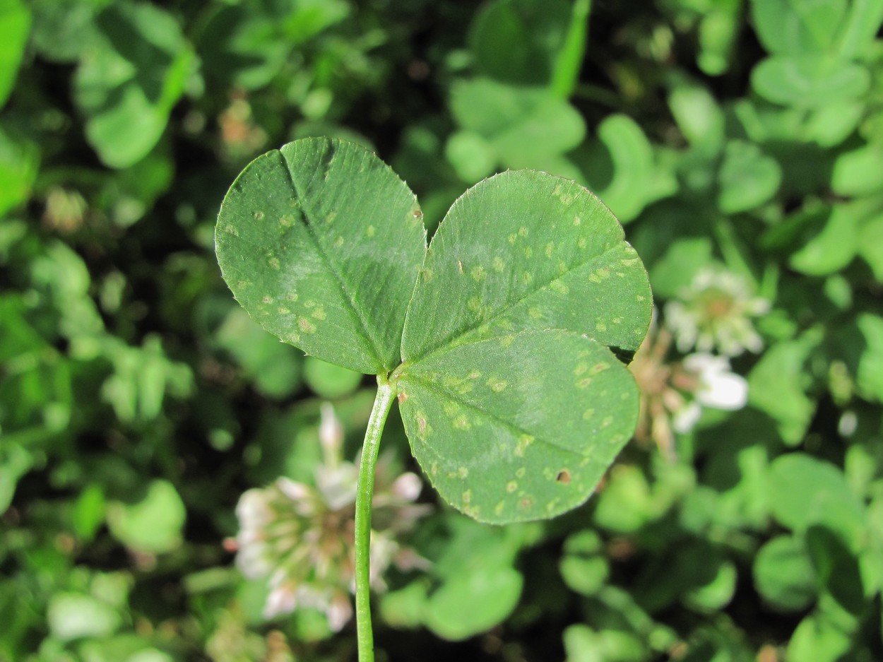 Image of Trifolium repens specimen.