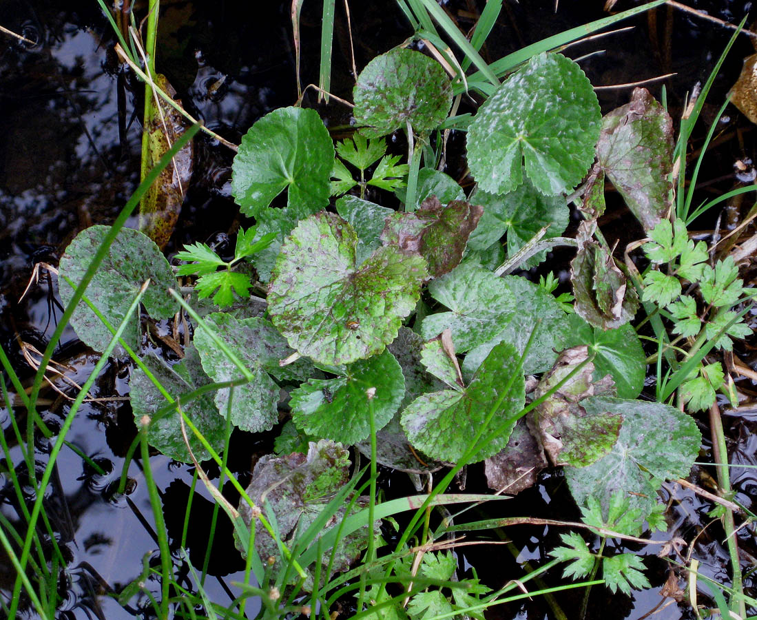 Image of Caltha palustris specimen.