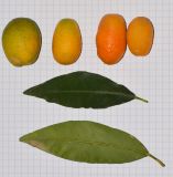 Citrus japonica