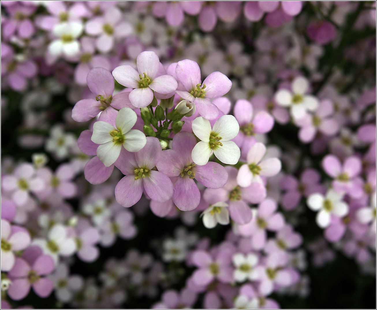 Image of Arabis &times; arendsii specimen.