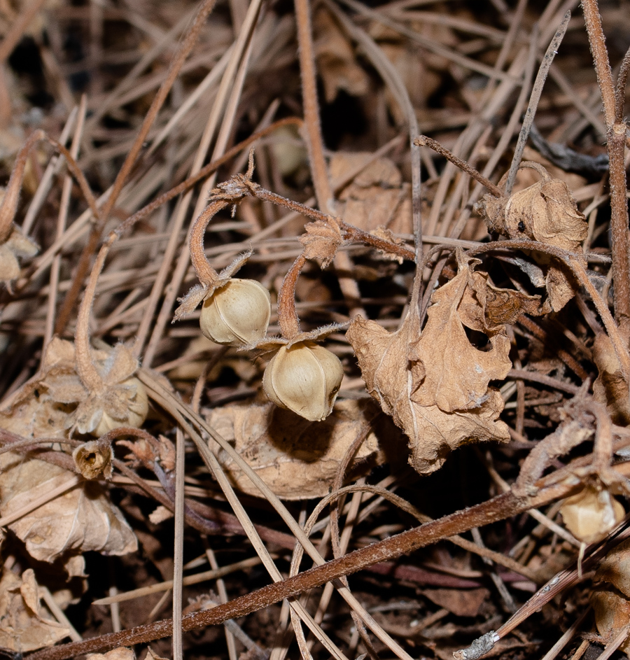 Image of Convolvulus coelesyriacus specimen.