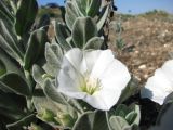 Convolvulus persicus