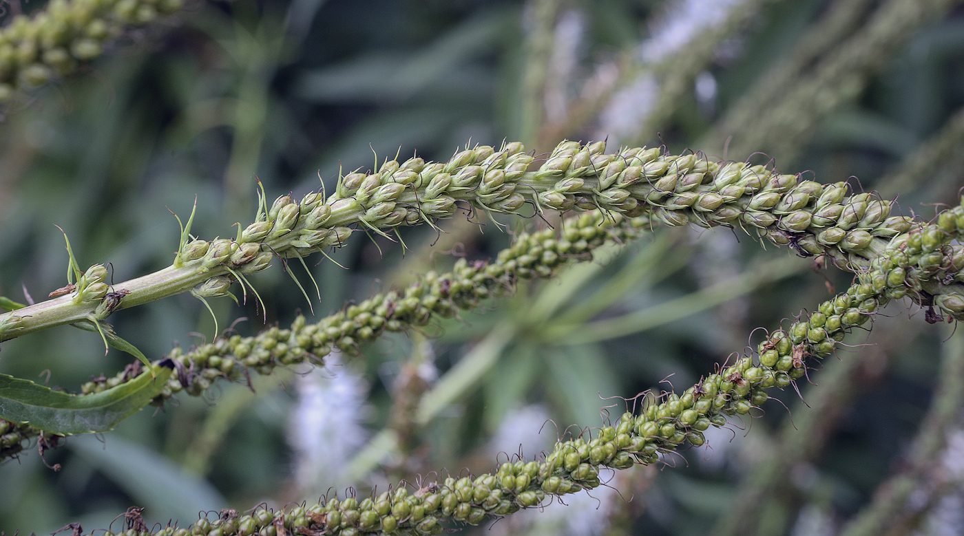 Image of Veronicastrum virginicum specimen.