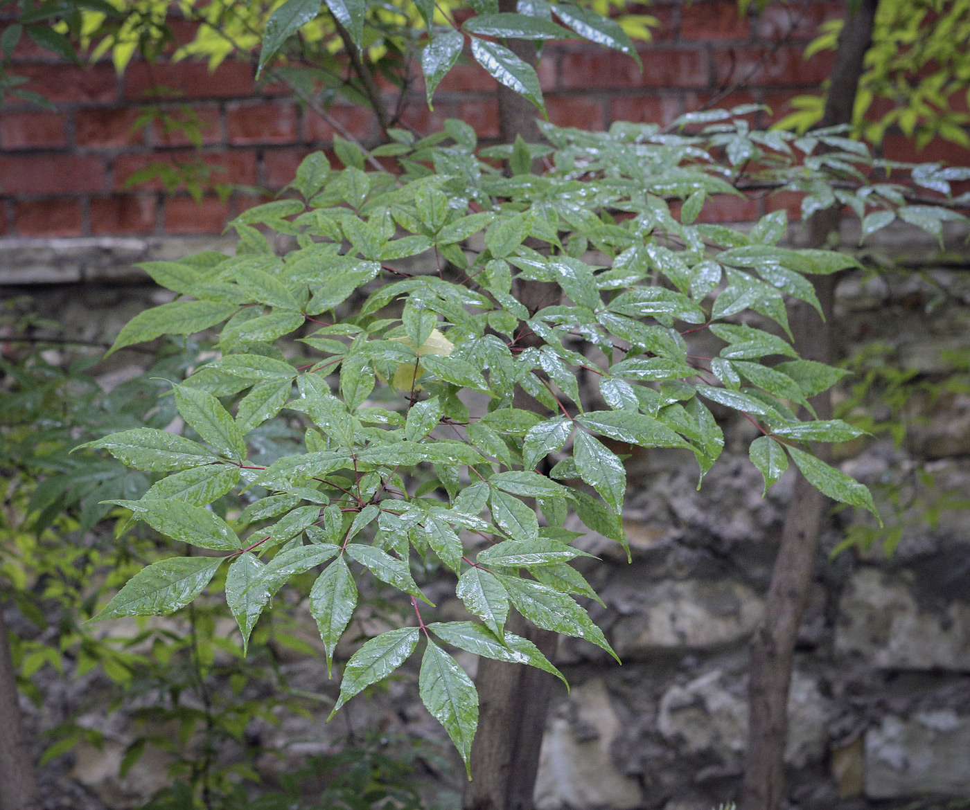 Image of Acer mandshuricum specimen.