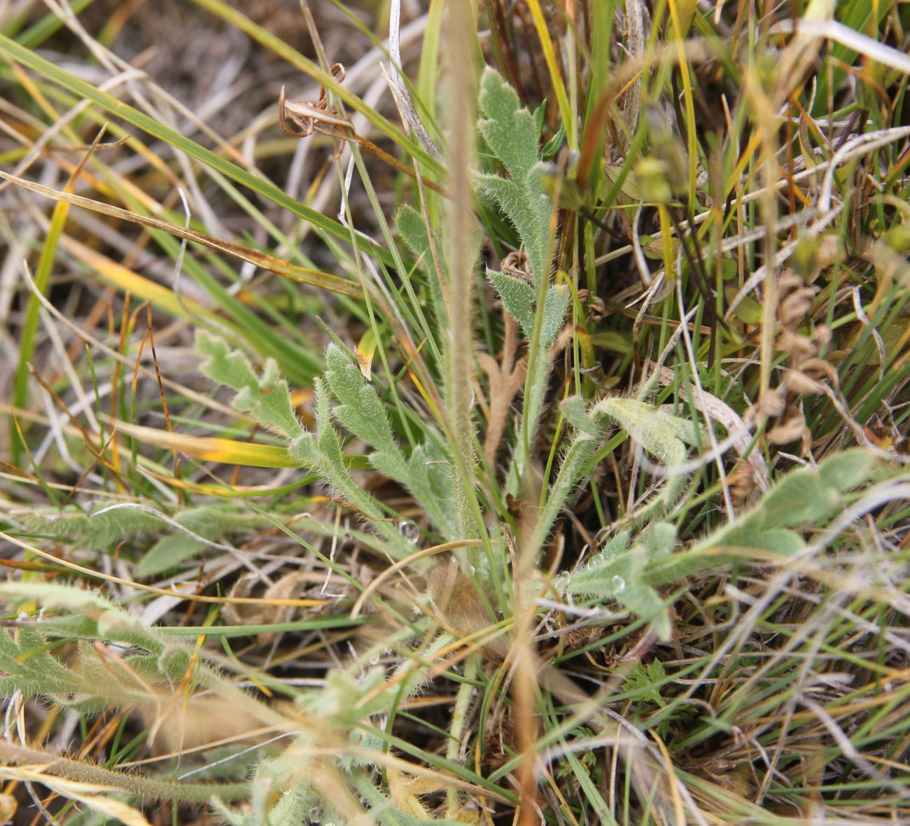 Image of genus Papaver specimen.