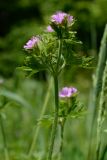 Geranium dissectum. Верхушка цветущего растения. Краснодарский край, Лазаревский р-н, мкр-н Дагомыс, гора Успенка 140 м н.у.м., поляна. 03.05.2022.