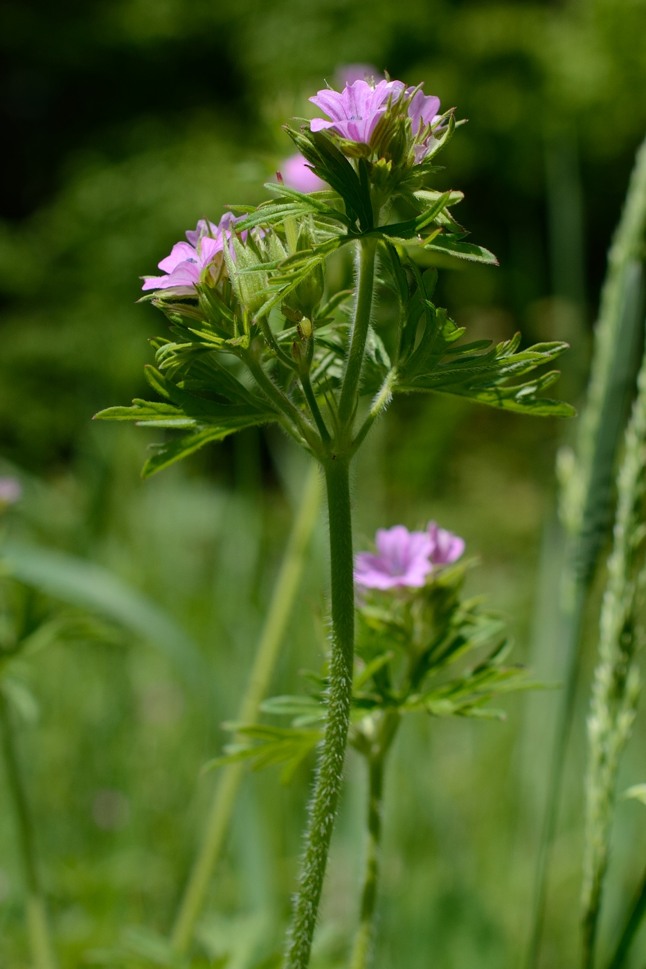 Image of Geranium dissectum specimen.