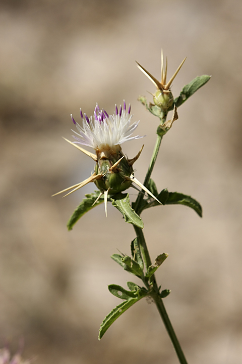 Изображение особи Centaurea iberica.