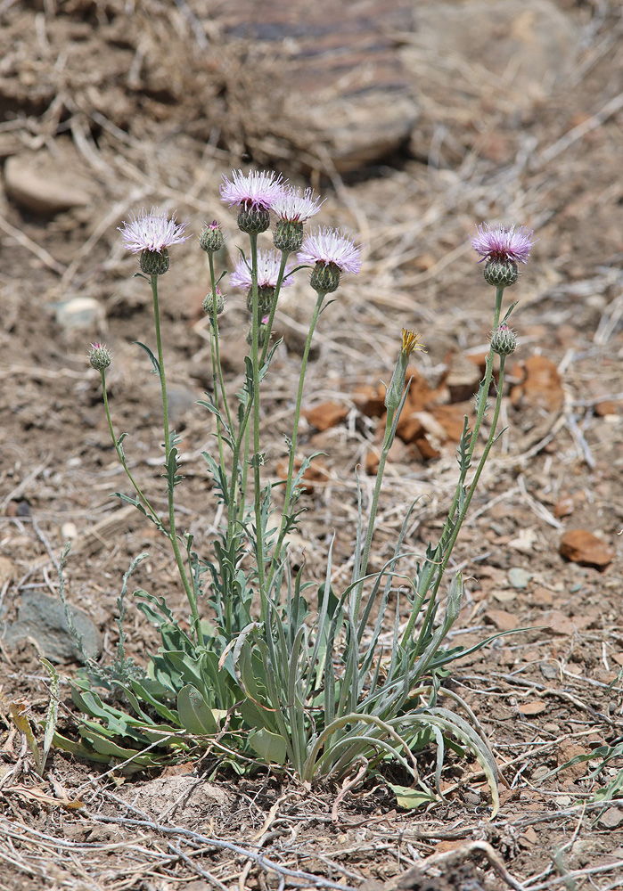 Image of Klasea marginata specimen.